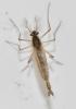 Chaoborus sp.